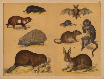 Animaux - (after) German School