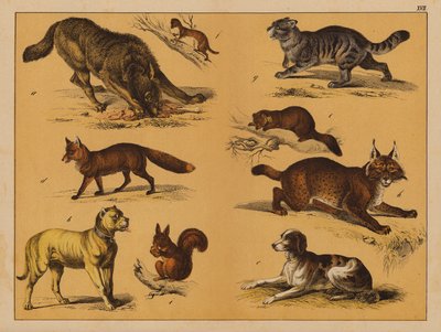 Animaux - (after) German School