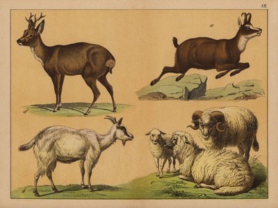 Cerfs, moutons et chèvres - (after) German School