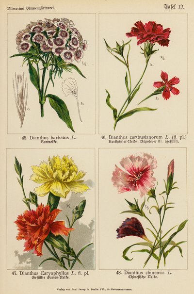 Dianthus Barbatus, Dianthus Carthusianorum, Dianthus Caryophyllus, Dianthus Chinensis - (after) German School