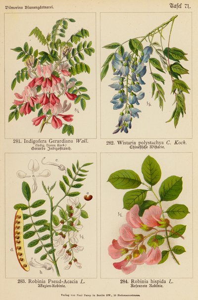 Indigofera Gerardiana, Wistaria Polystachya, Robinia Pseud-Acacia, Robinia Hispida - (after) German School