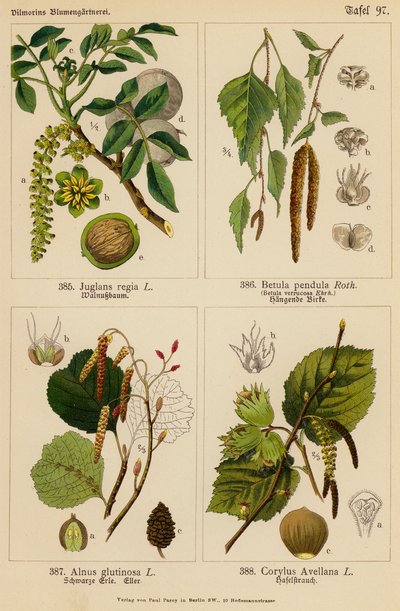 Juglans Regia, Betula Pendula, Alnus Glutinosa, Corylus Avellana - (after) German School