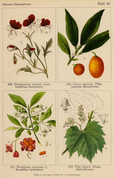 Pelargonium Tricolor, Citrus Japonica, Evonymus Europaea, Vitis Riparia - (after) German School