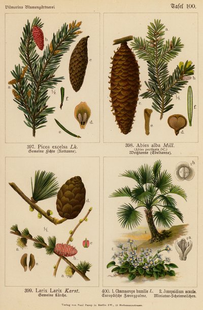 Picea Excelsa, Abies Alba, Larix Larix, Chamaerops Humilis, Jonopsidium Acaule - (after) German School