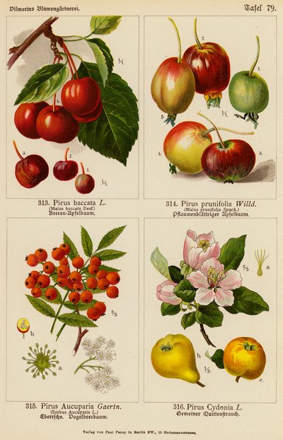Pirus Baccata, Pirus Prunifolia, Pirus Aucuparia, Pirus Cydonia - (after) German School