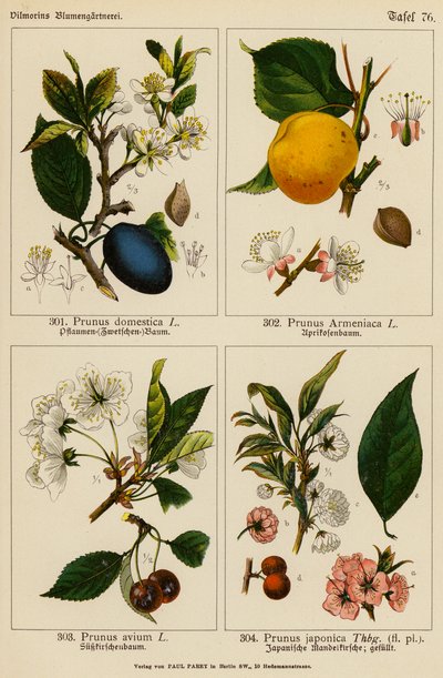 Prunus Domestica, Prunus Armeniaca, Prunus Avium, Prunus Japonica - (after) German School