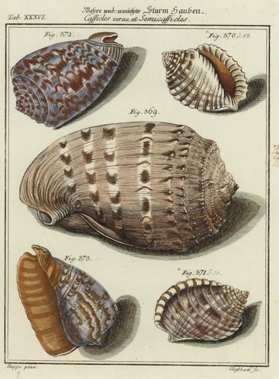 Coquillages - (after) German School
