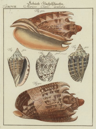 Coquillages - (after) German School