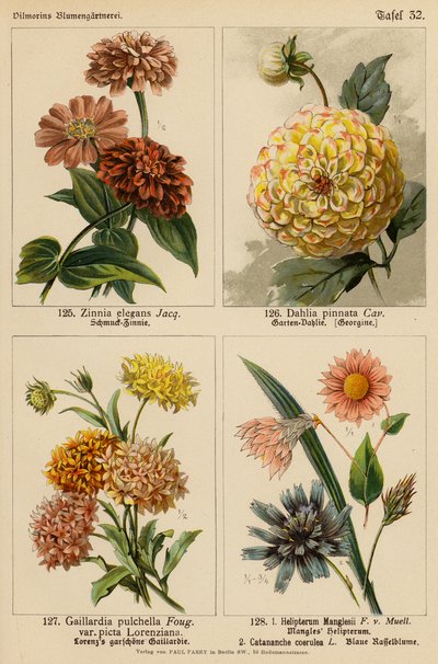 Zinnia Elegans, Dahlia Pinnata, Gaillardia Pulchella, Helipterum Manglesii, Catananche Coerulea - (after) German School