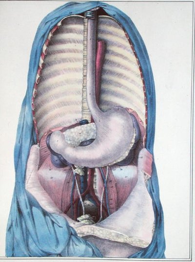 Anatomie de l
