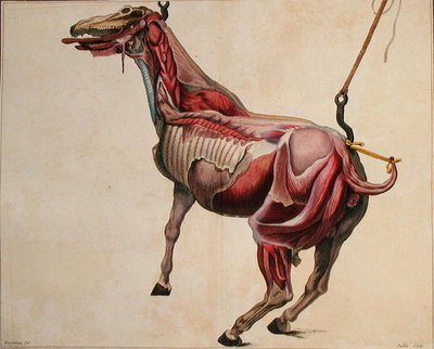 Cheval écorché, de 