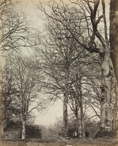 Le hêtre de la reine Adélaïde, avant 1864 - 14th Earl of Caithness James Sinclair