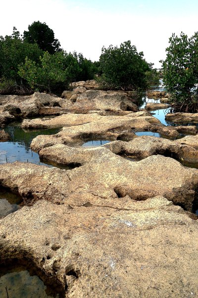 Aux mangroves - Detlef B. Fischer