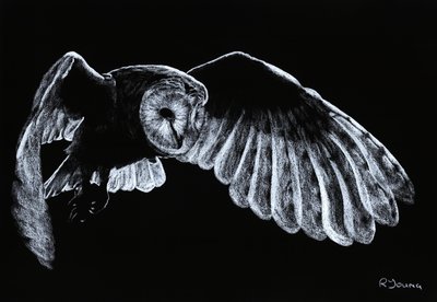 Chouette effraie - Richard Young