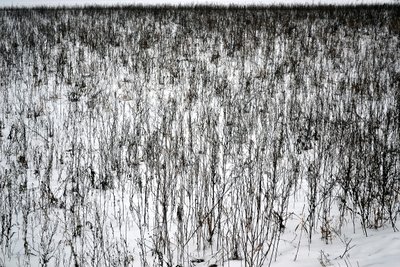 Janvier - Alexandra Gertrud Maria Marx