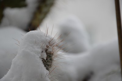 Les cactus en hiver - Detlef Georgi