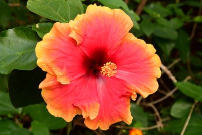 Des roses photographiées sur un fond naturel et artistique aux teintes douces. - Albert Mansour