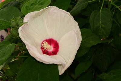 Des roses photographiées sur un fond naturel et artistique aux teintes douces. - Albert Mansour