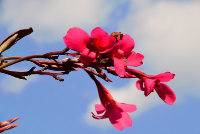 Des roses photographiées sur un fond naturel et artistique aux teintes douces. - Albert Mansour