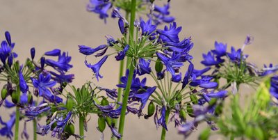 Des roses photographiées sur un fond naturel et artistique aux teintes douces. - Albert Mansour
