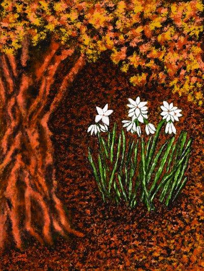 Fleurs d