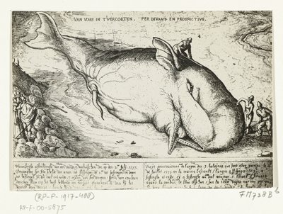 Gravure de la baleine échouée à Anvers, 2 juillet 1577 - A.B. van Deinse