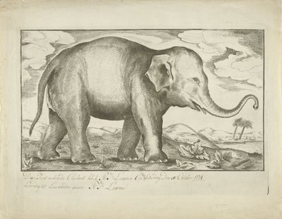 Éléphant - A.J. Looxma