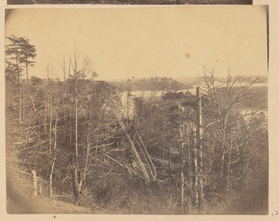 [Paysage avec des arbres et de l