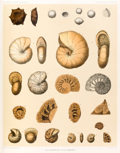 Thurammina-Cyclammina (Foraminifera PL. XXXVII) ? du « Voyage du HMS Challenger 1873-76 » publié en 1884 - A.T. Hollick