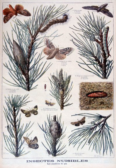 Insectes nuisibles : papillons et mites qui endommagent les pins - A Clement