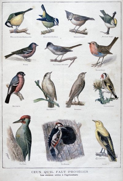 Oiseaux utiles en agriculture, 1896 - A Clement