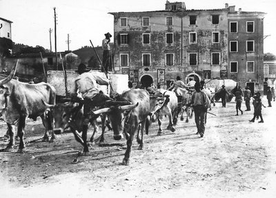 Carrara : des bœufs transportent de grands blocs de marbre provenant des carrières des Apuanes vers un atelier ou le studio d