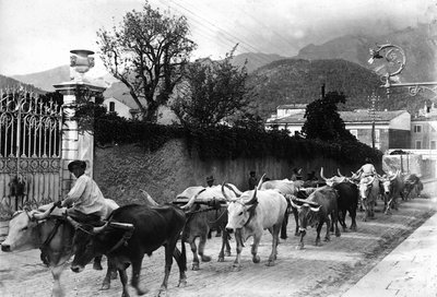Quelques bœufs utilisés pour le transport de marbre des carrières apuanes marchent le long d