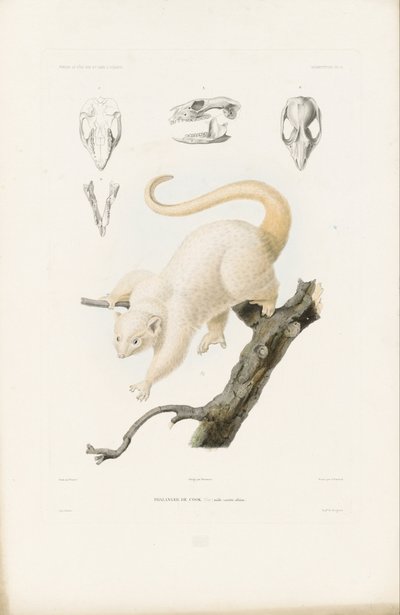 sur les corvettes l