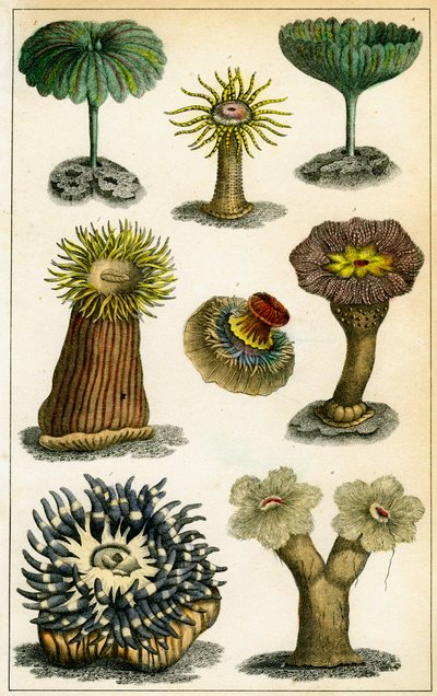 Anémones de mer, 19ème siècle - A Fullarton and Co