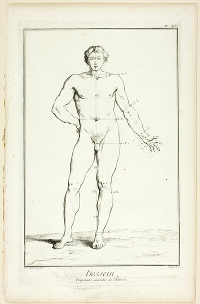 Dessin : Proportions générales de l