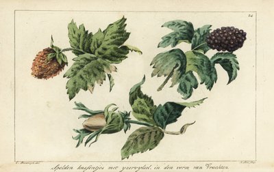 Motifs de broderie pour fruits, baies et glands - A. Lutz