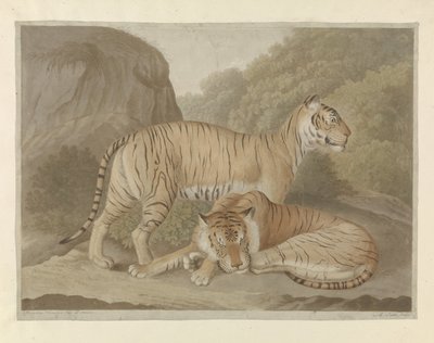 Deux tigres dans un paysage - A. Lutz