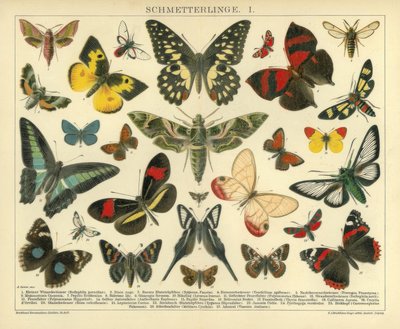 Papillons. I. - A. Reichert