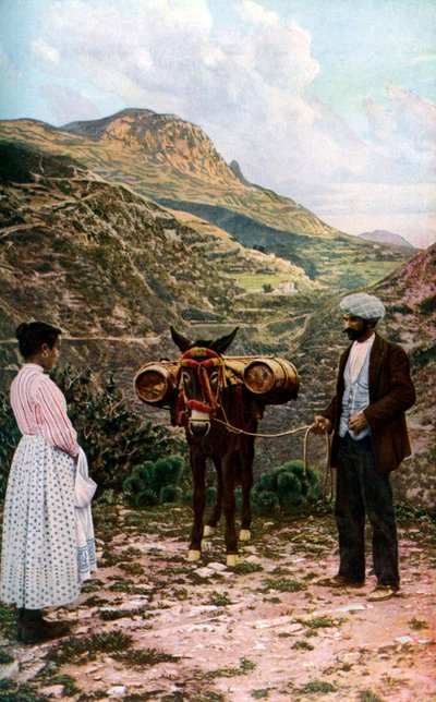 Mule avec des tonneaux d
