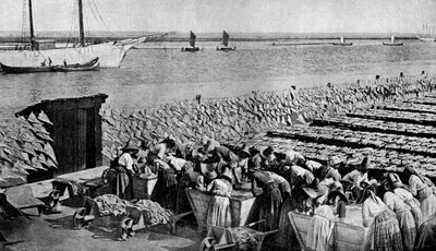 Quantités de morue séchant au soleil à Aveiro, à l