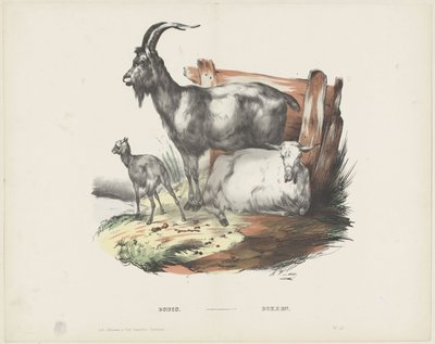 Boucs - A. van Loco