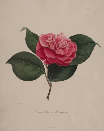Iconographie du genre camellia: No. 171 - Abbé Laurent Berlèse
