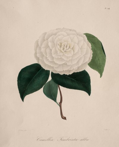 Iconographie du genre camellia : No. 194, 1839-1843 - Abbé Laurent Berlèse