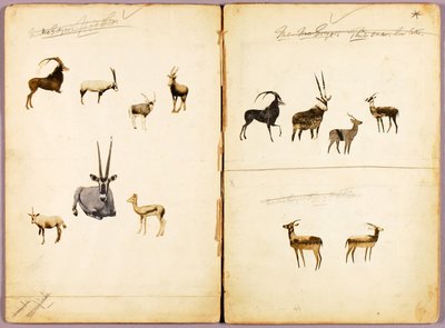 Antilopes, dossier d