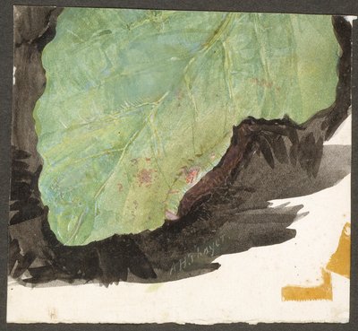 Heterocampa Biundata, Walker, étude pour le livre Concealing Coloration in the Animal Kingdom - Abbott Handerson Thayer