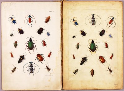 INSECTES — Coléoptères colorés, paysage, dossier d