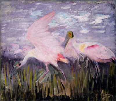 Spatules de Dougall, étude pour le livre Concealing Coloration in the Animal Kingdom (en anglais) - Abbott Handerson Thayer