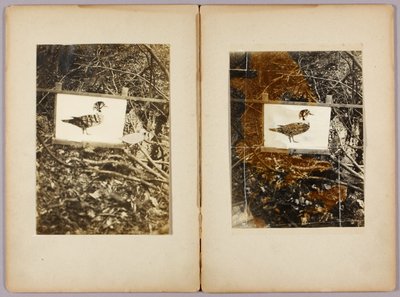 Canards au pochoir, dossier d