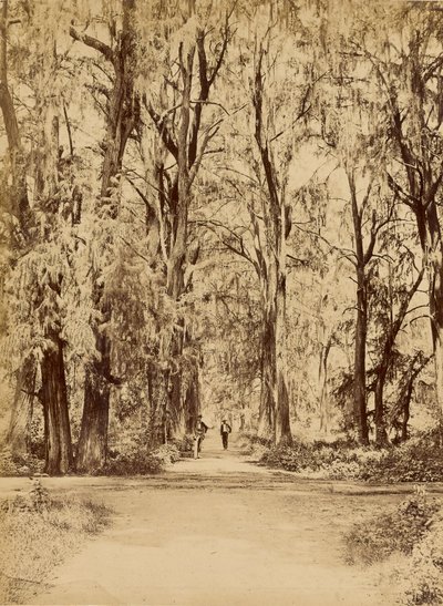 Mexique. Bosquet de Chapultepec, près de Mexico - Abel Briquet